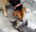 Dog and Cat