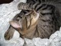 Cat sleeping3.jpg