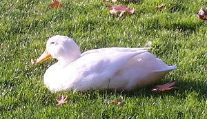 Some sort of white duck.