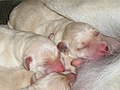 Newborn Lab