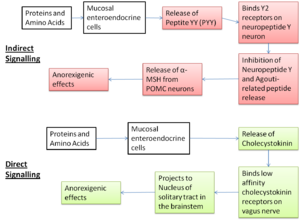 Signalling pathways.png