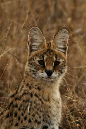 Serval portrait.jpg