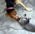 Dog and Cat