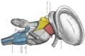 Dissection of brain-stem. Lateral view.