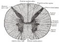 Cross-section through the spinal cord at the mid-thoracic level.