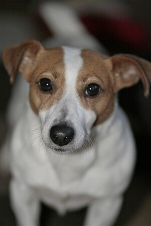 JackRussellTerrierPortrait.jpg